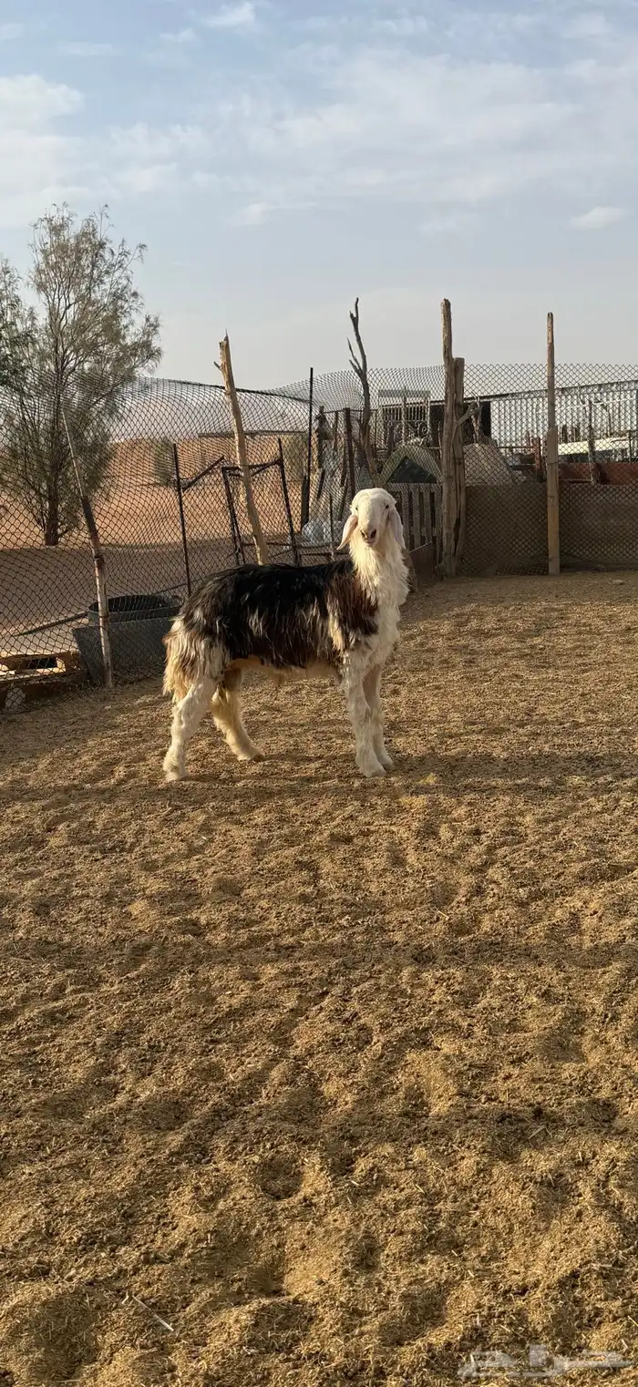جذع اوثني نجدي احمر مشروع فحل غير مشروط 1