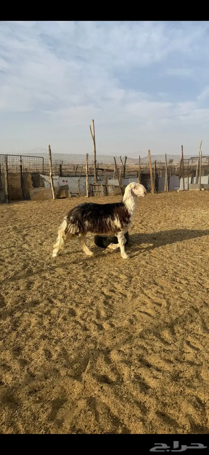 جذع اوثني نجدي احمر مشروع فحل غير مشروط 3