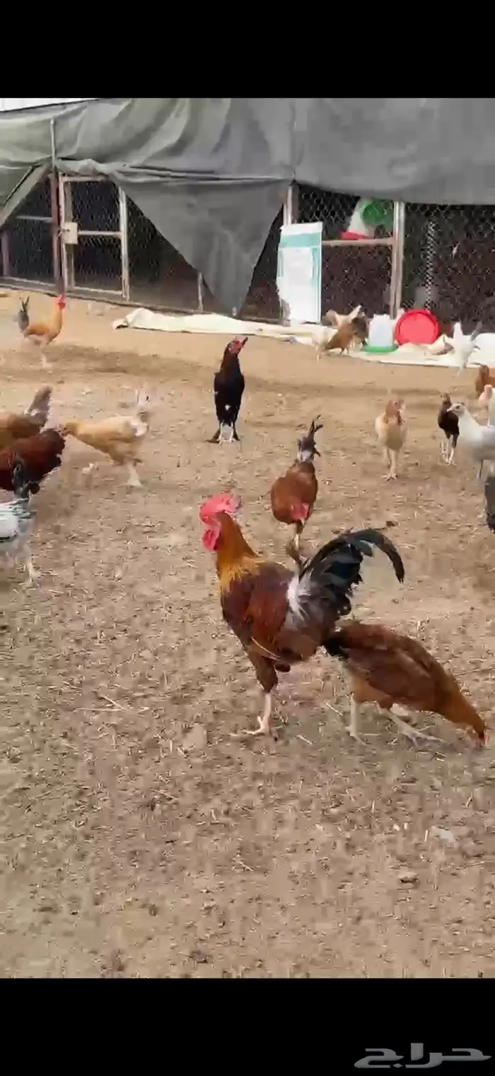 دجاج بلدي وتركي للبيع 9