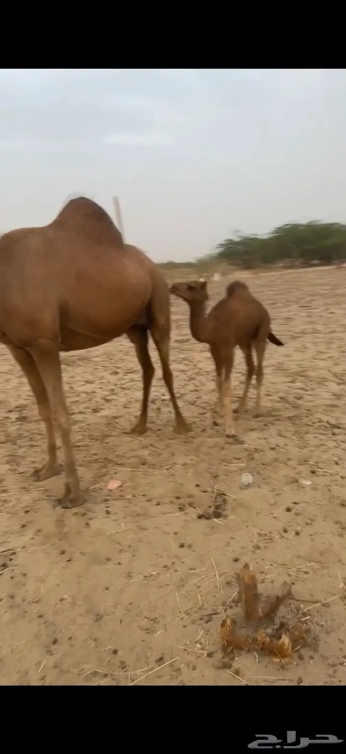 نياق سواحل خلفات 1