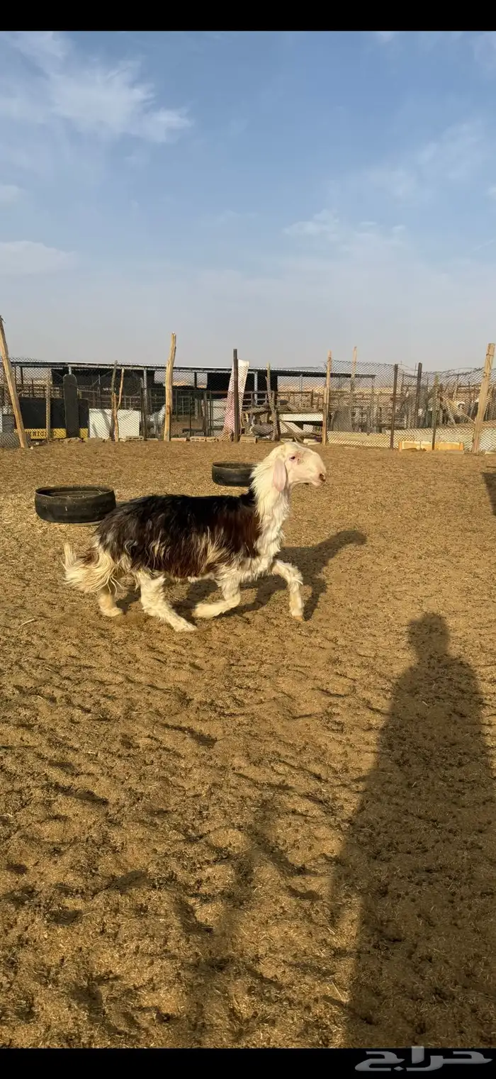 جذع اوثني نجدي احمر مشروع فحل غير مشروط 4