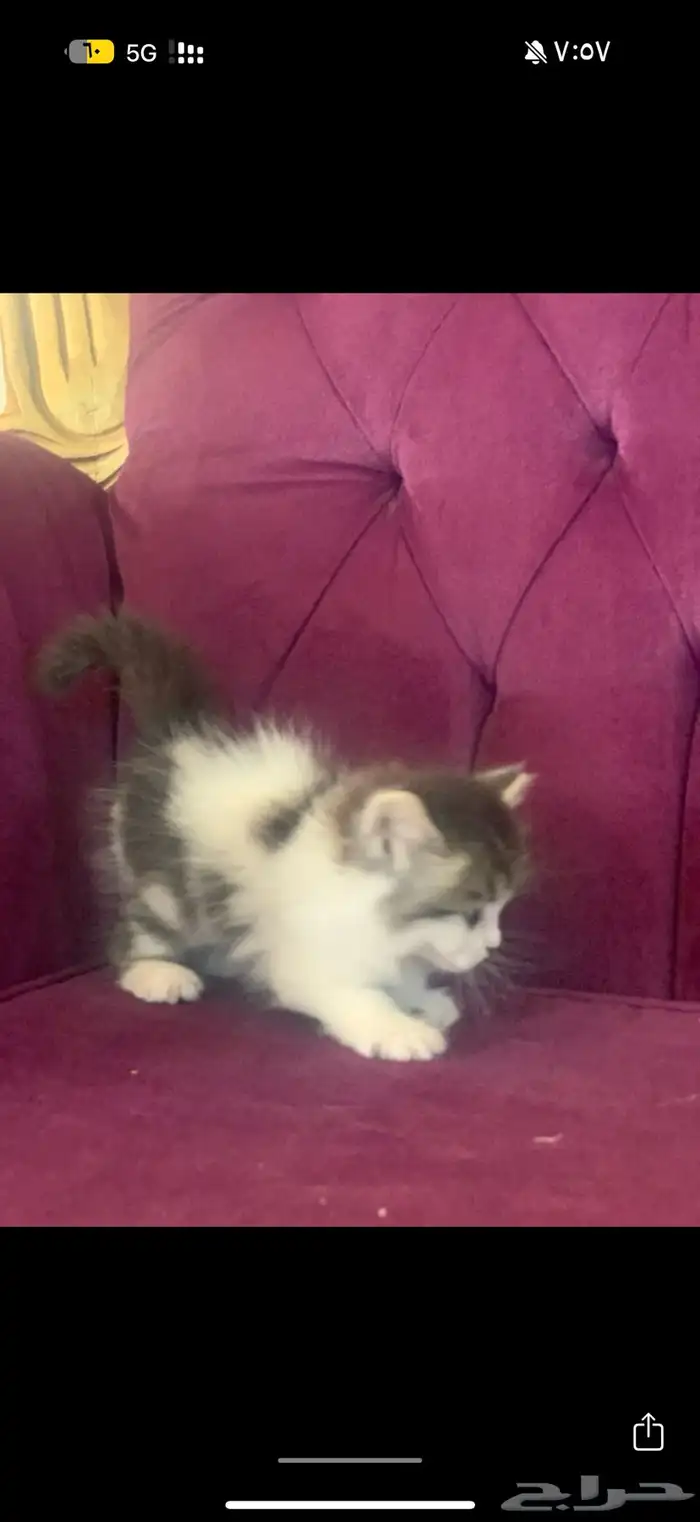 بسه 2