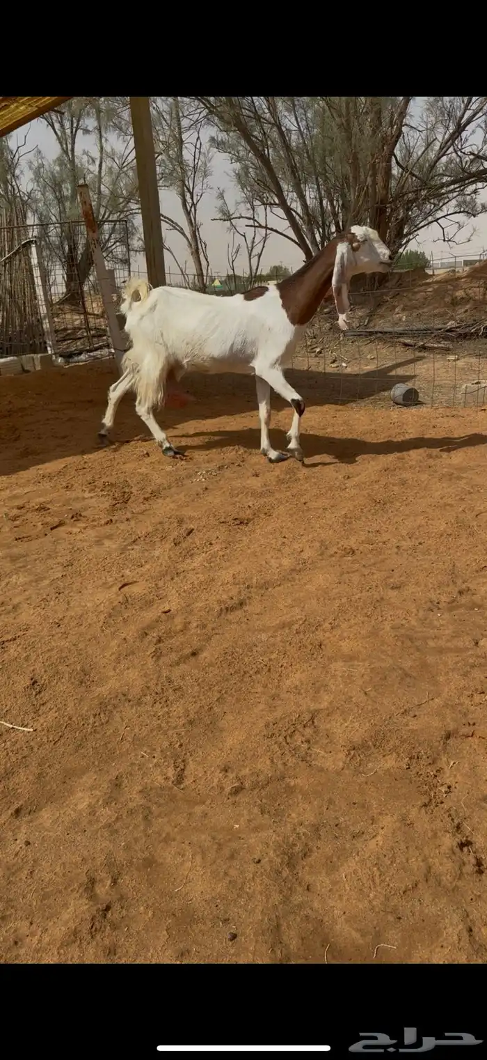 عنز فاخره معها 3 وجدل 3