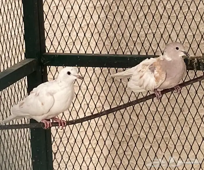 حمام كريم للبيع 1