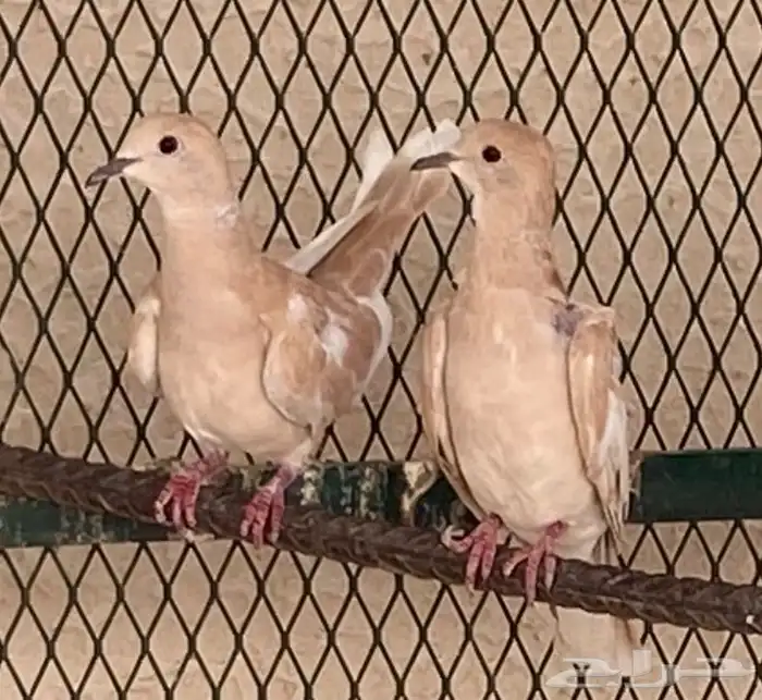 حمام كريم للبيع 2