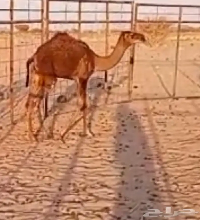 قعود للبيع 0