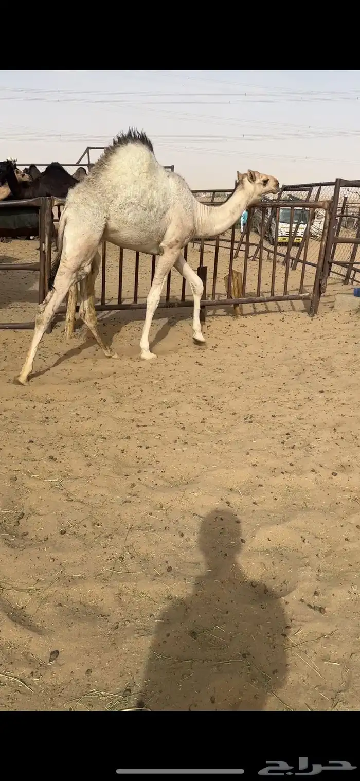 قعود كفووو مغلق للبيع رقم الجوال 0