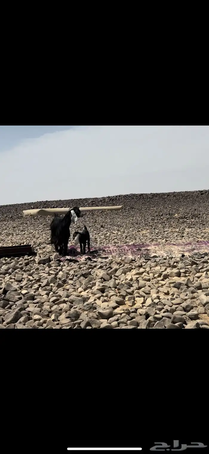 حريات ومعزا. تم البيع 3