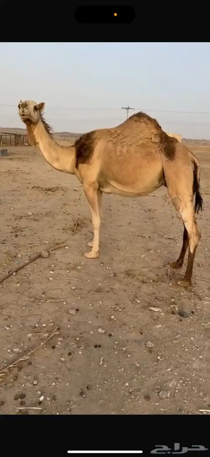 ناقه للبيع 0