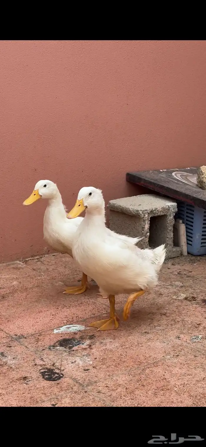 بط بكيني 0