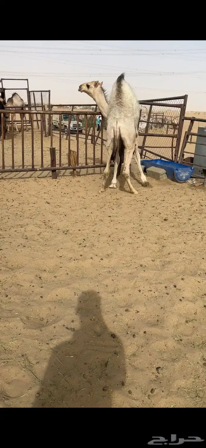 قعود كفووو مغلق للبيع رقم الجوال 1