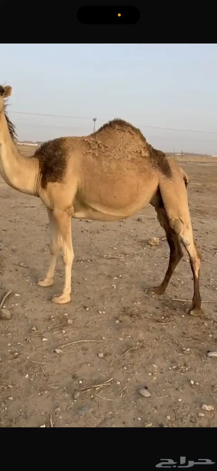 ناقه للبيع 3