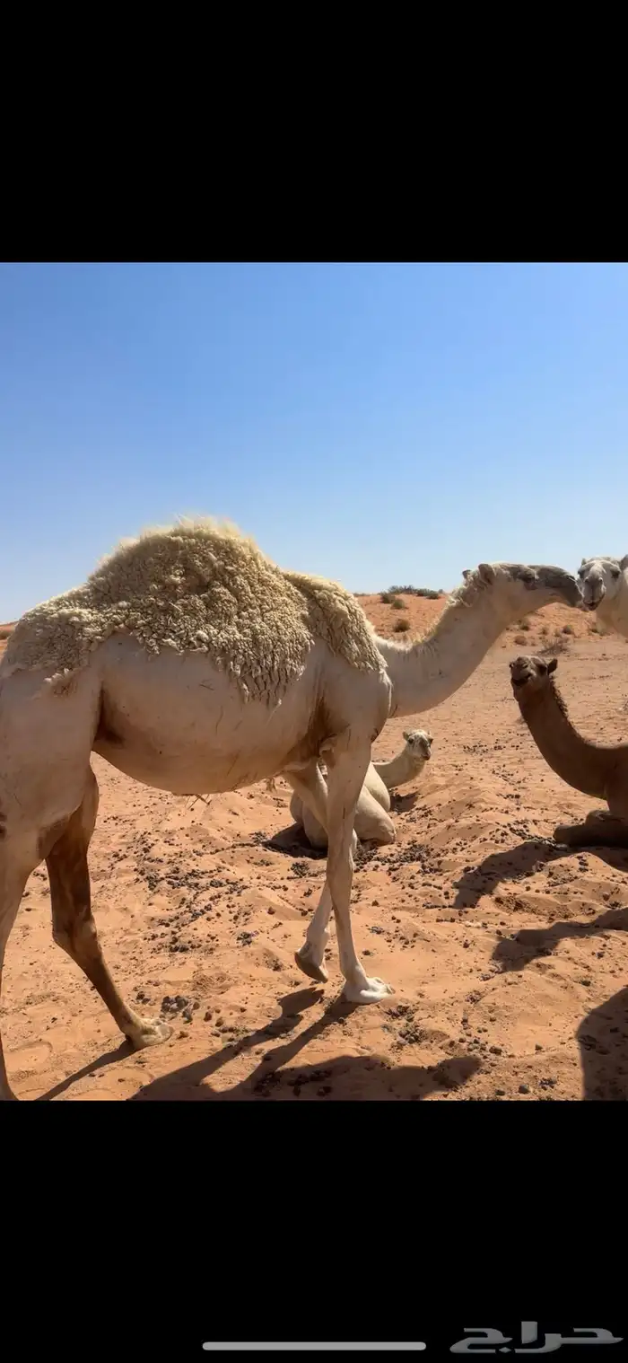 بكرة عمره 3 سنين 0