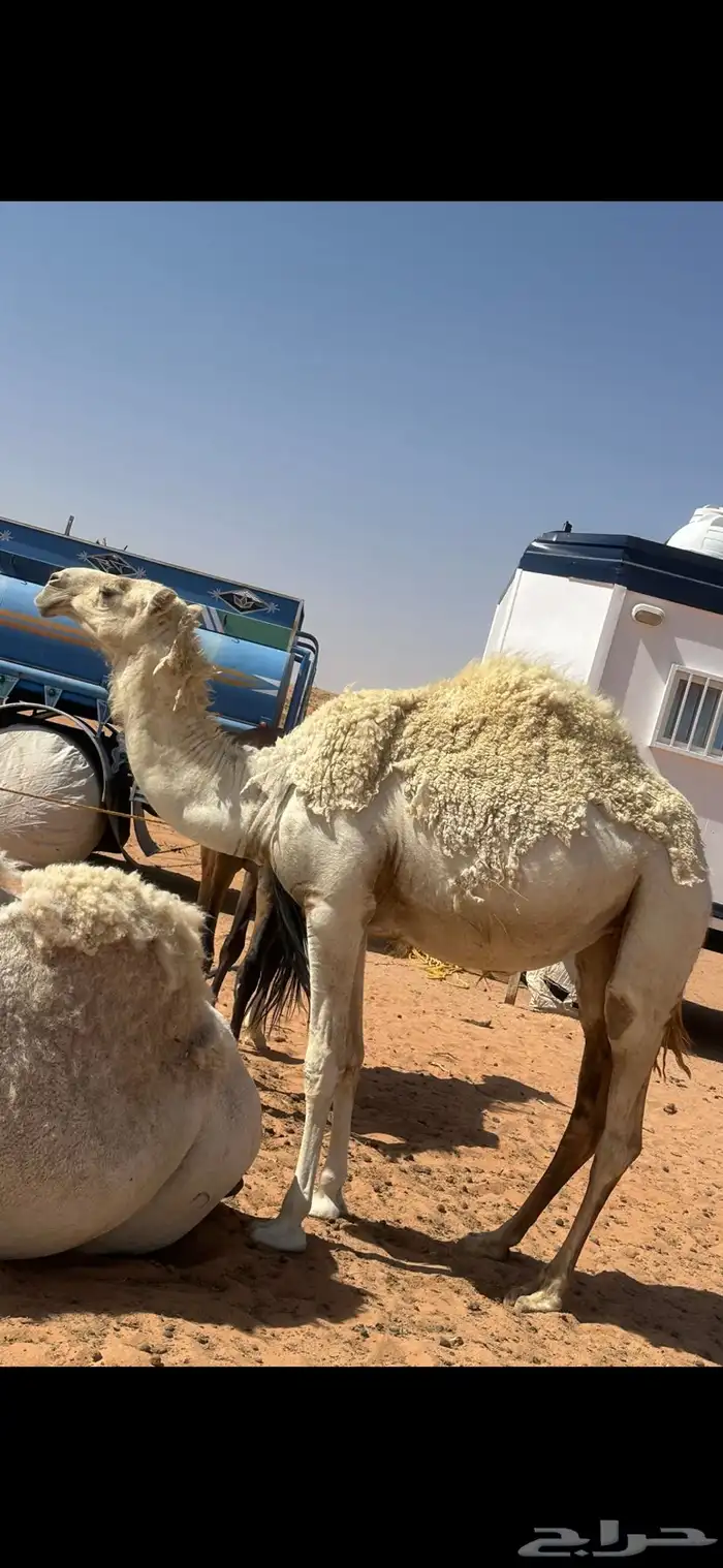 بكرة عمره 3 سنين 1