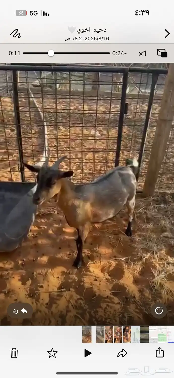 ماعز 5
