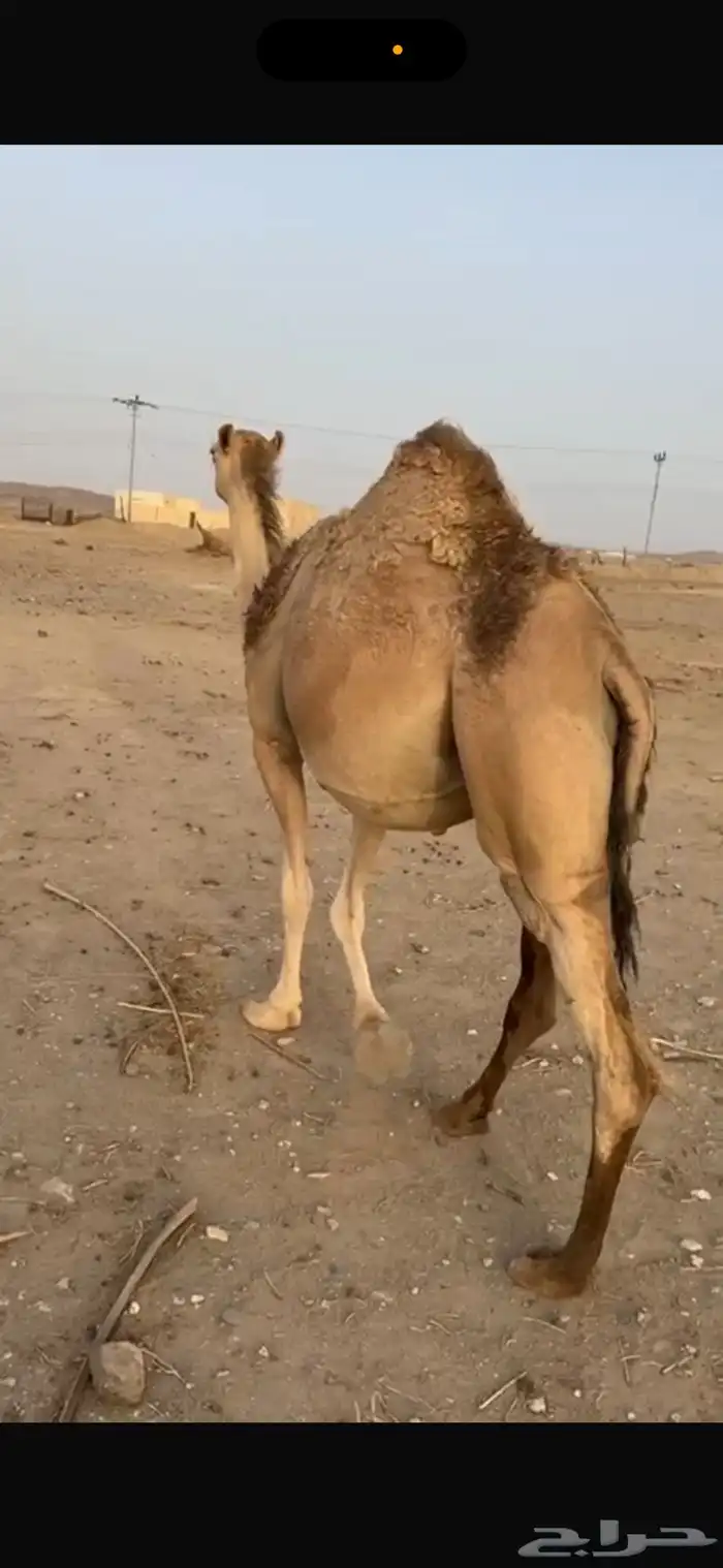 ناقه للبيع 2
