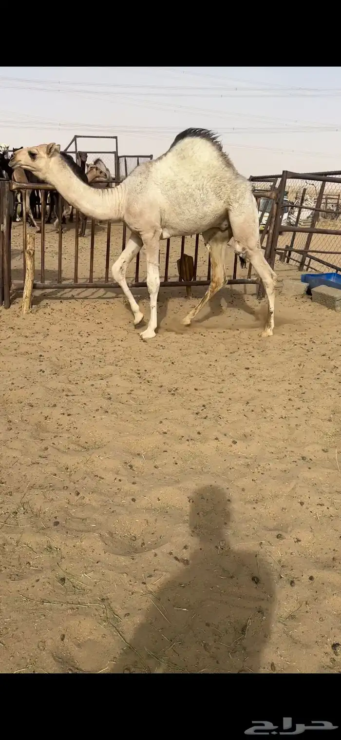 قعود كفووو مغلق للبيع رقم الجوال 2