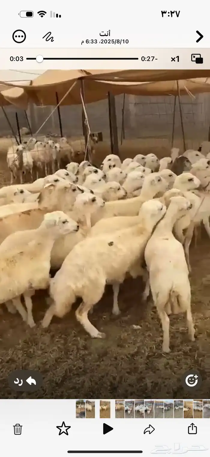 رخال رفيد العدد 80 شحم محصنها منوة القناي 1