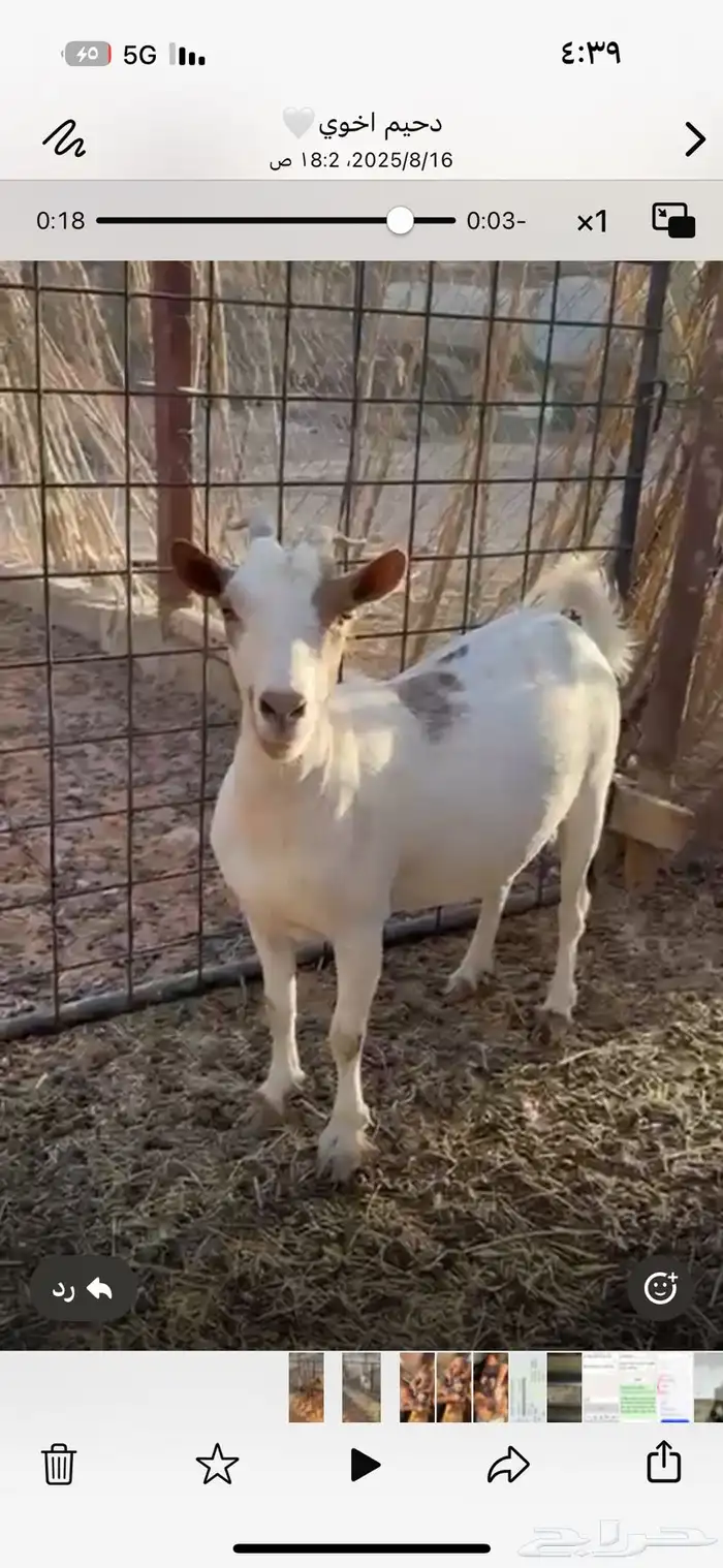 ماعز 2
