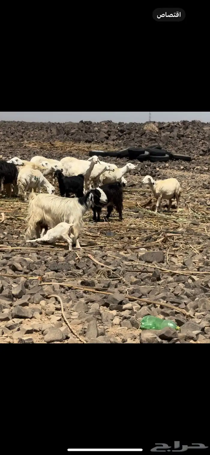 حريات ومعزا. تم البيع 1
