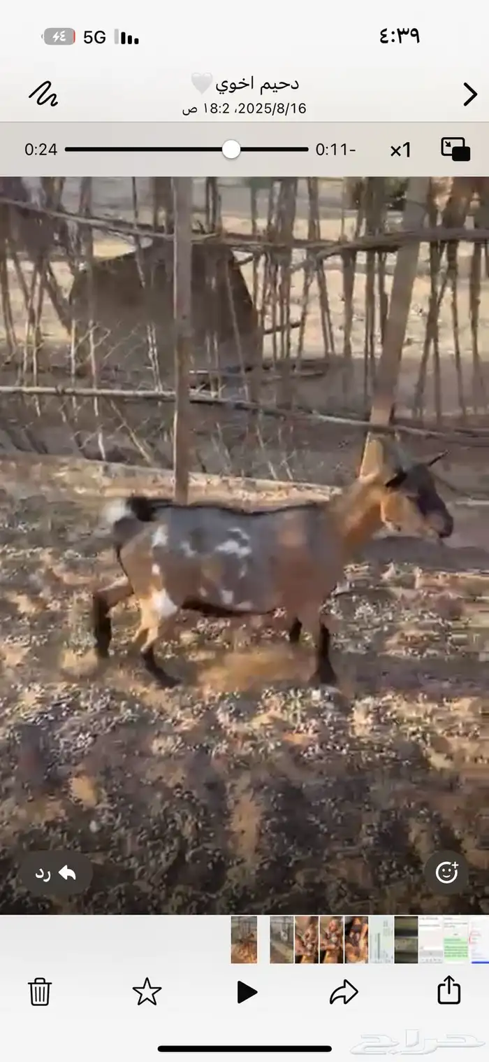 ماعز 4