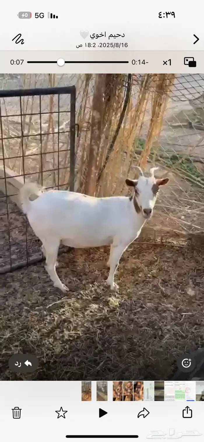ماعز 3