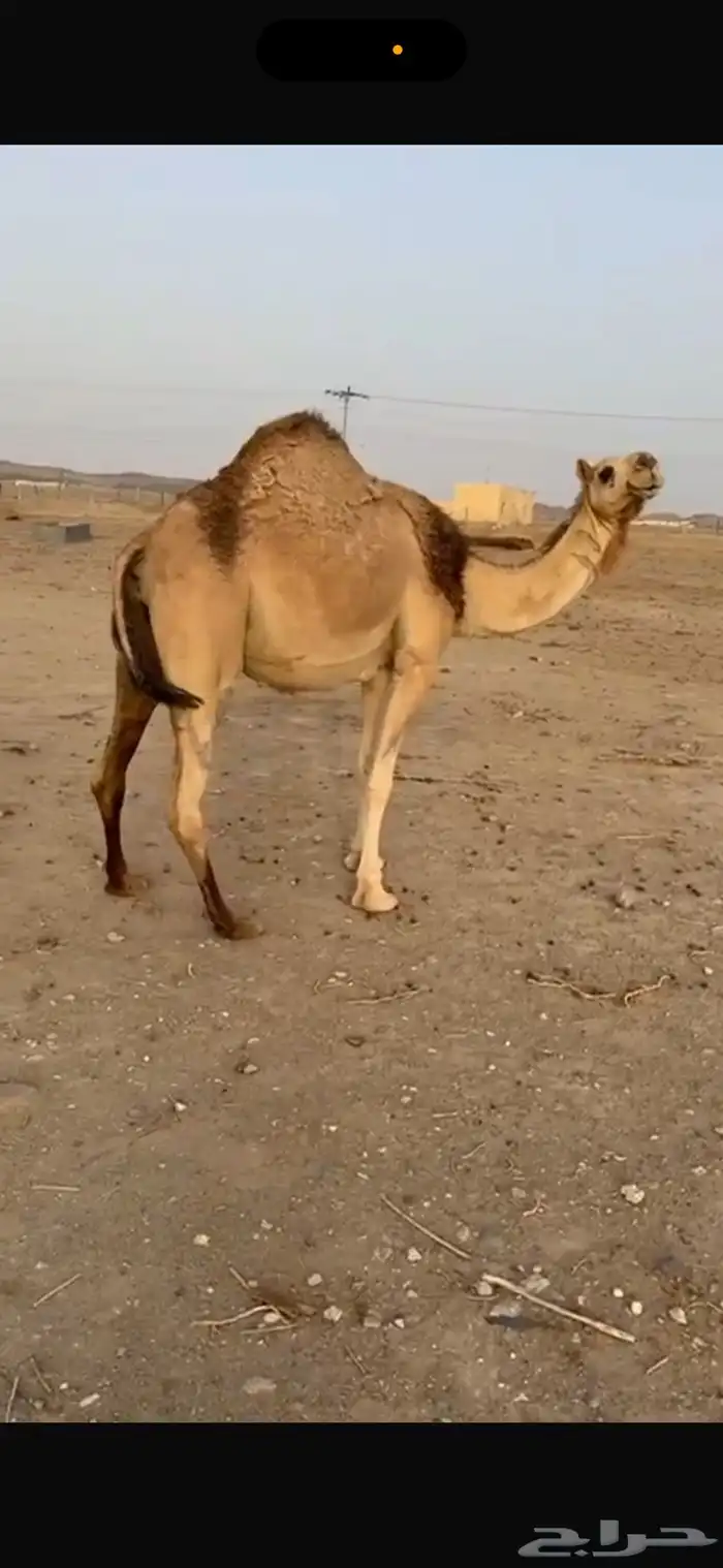 ناقه للبيع 1