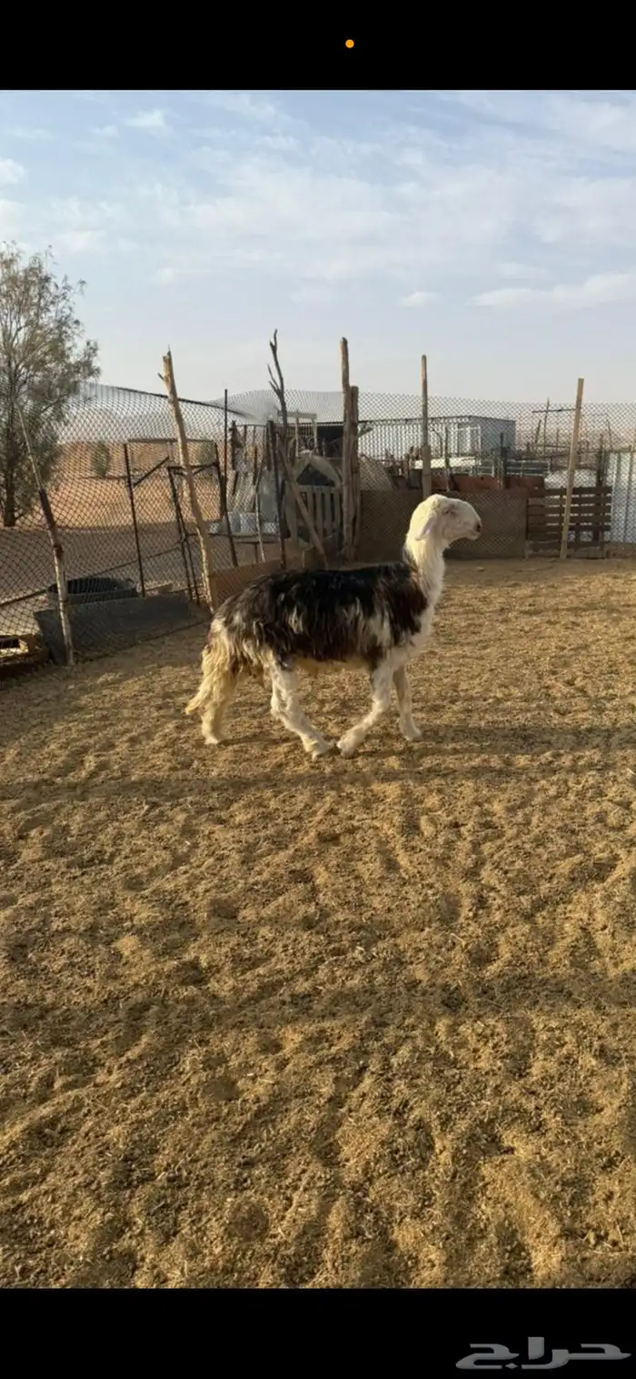 مشروع فحل نجدي غير مشروط 2