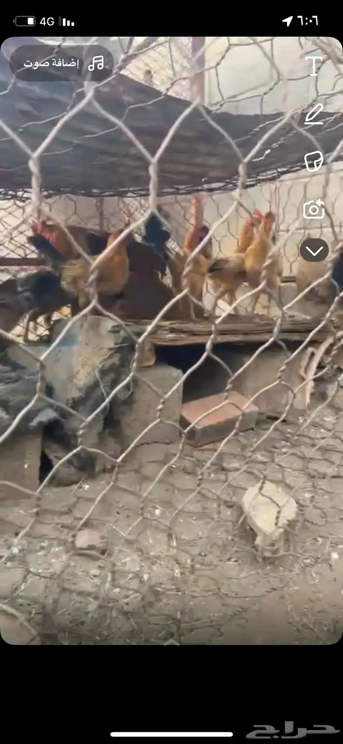 دجاج بلدي كفو 3