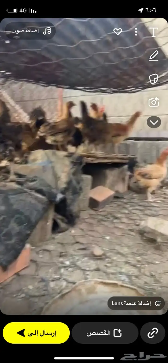دجاج بلدي كفو 0