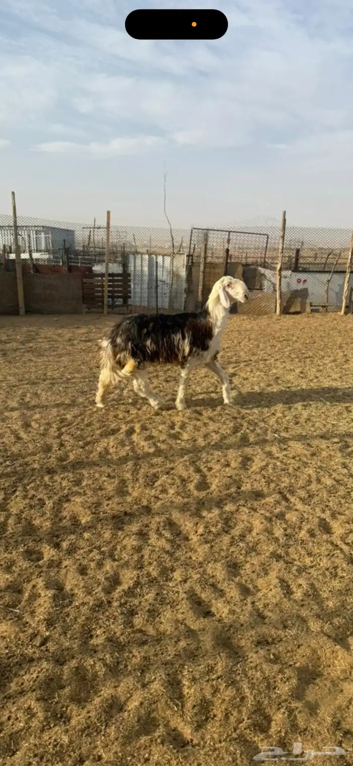 مشروع فحل نجدي غير مشروط 0