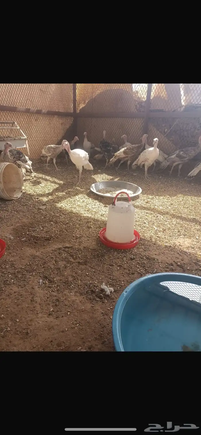 دجاج 1