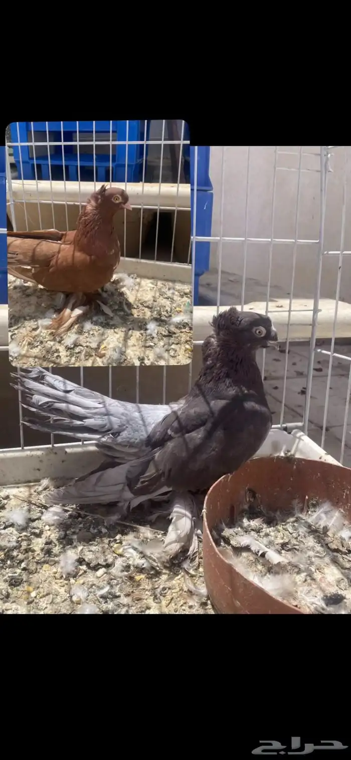 حمام الاسكا وكرنقو صحة جيدة 1