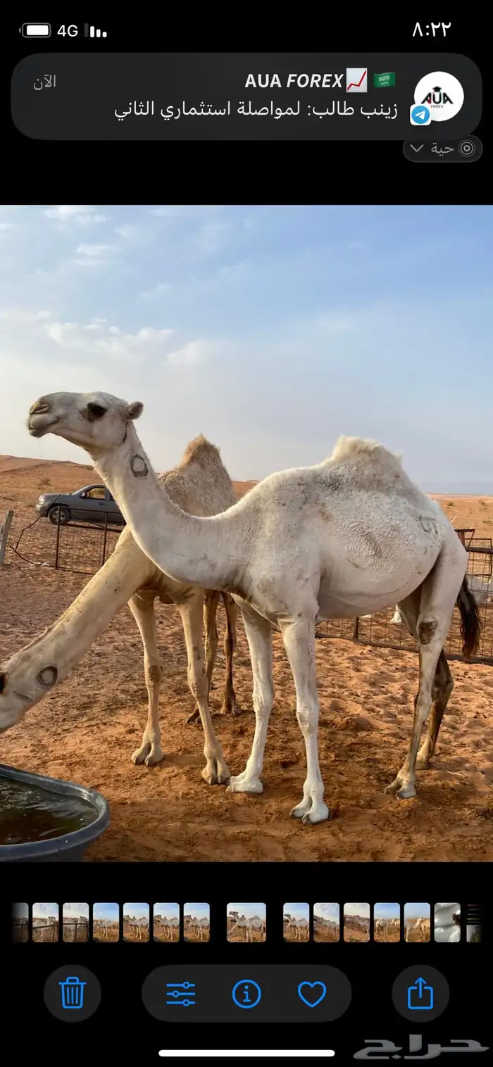 بكره مزيونه 0