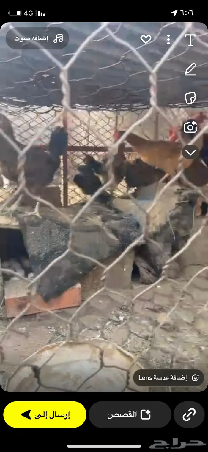 دجاج بلدي كفو 2