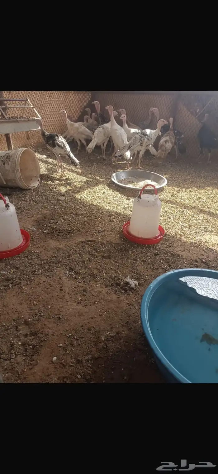 دجاج 0