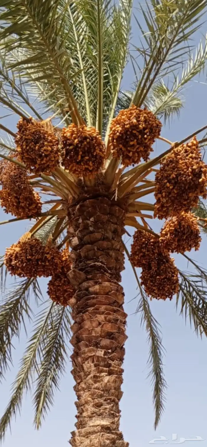 للبيع تمر نخل برني و برحي وحلوة -محافظة تيماء 0