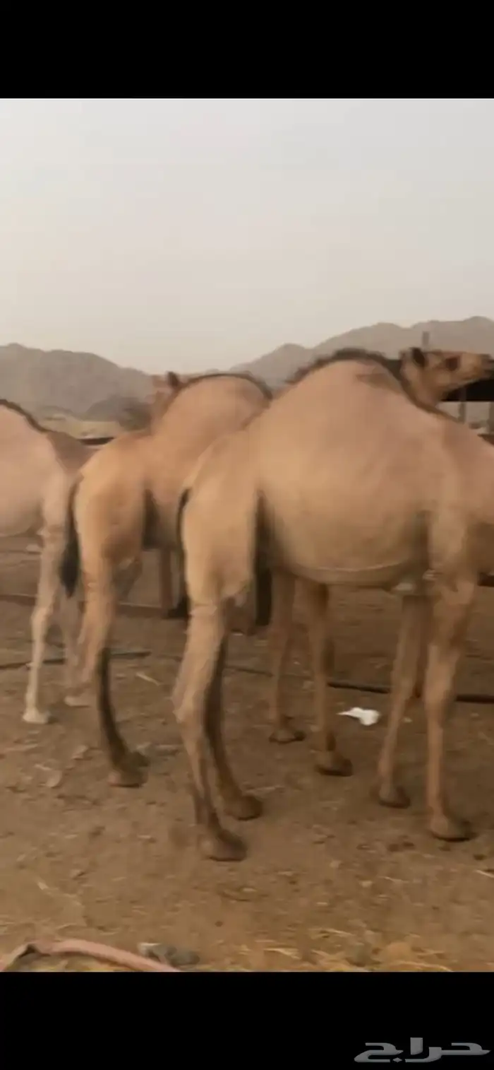 قعدان مراابي طيبه 4