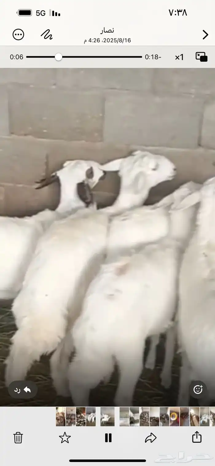 رخال للبيع 2