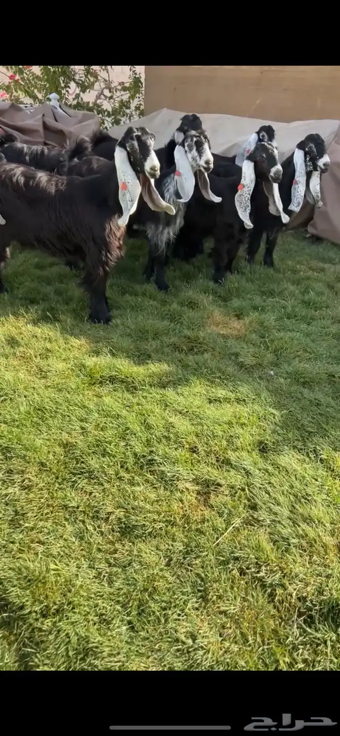 للبيع جفرات عوارض معرفات كففو تتم البيع 0