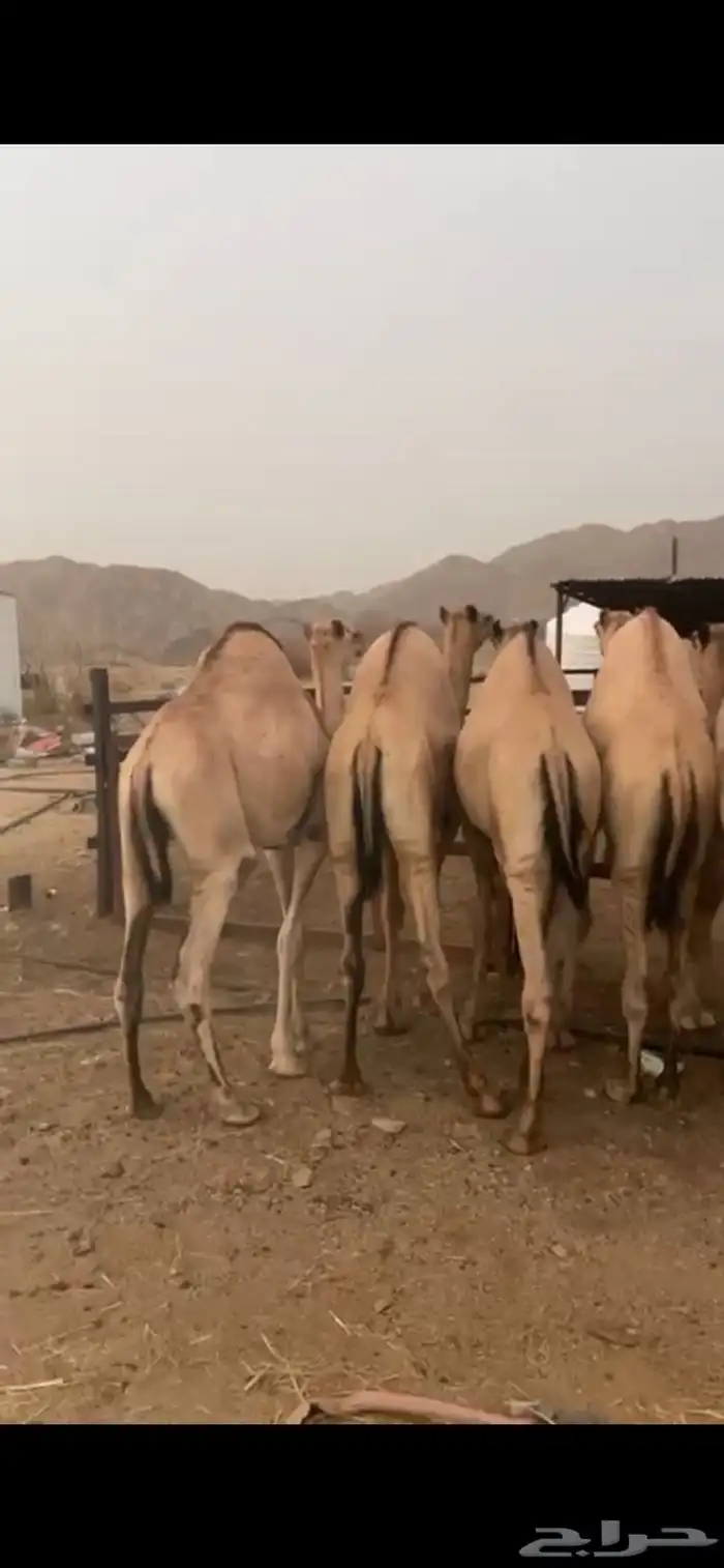 قعدان مراابي طيبه 0