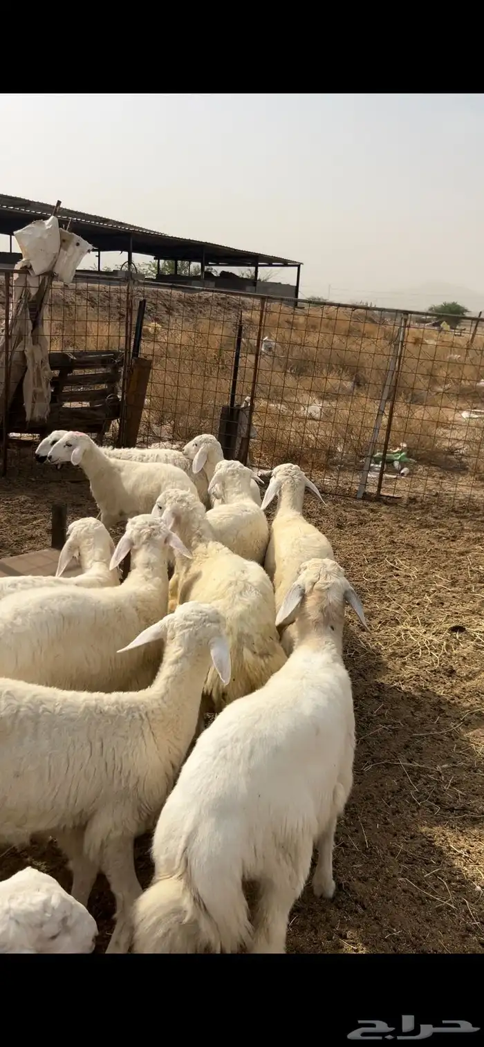 بهم طليان ورخال 1