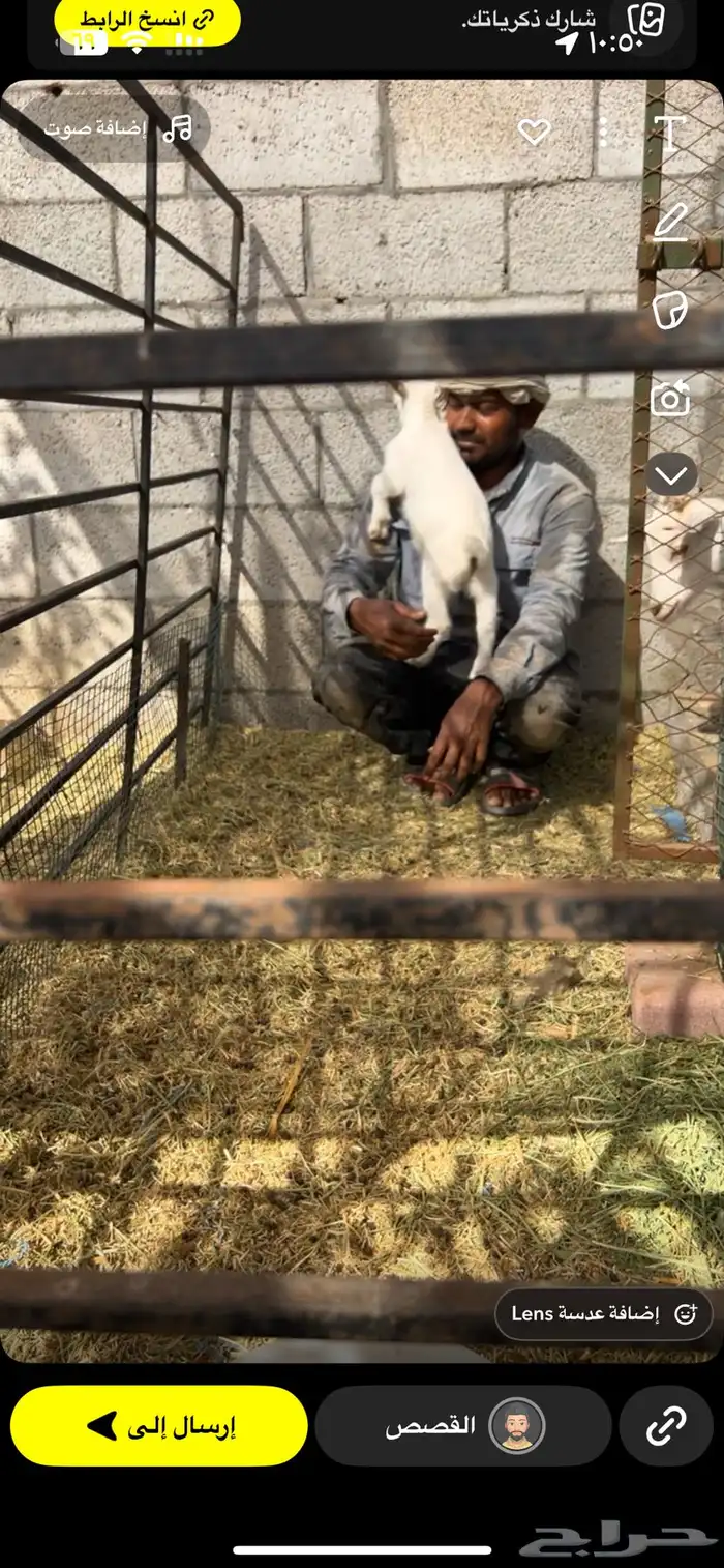 ماعز قزمي 1