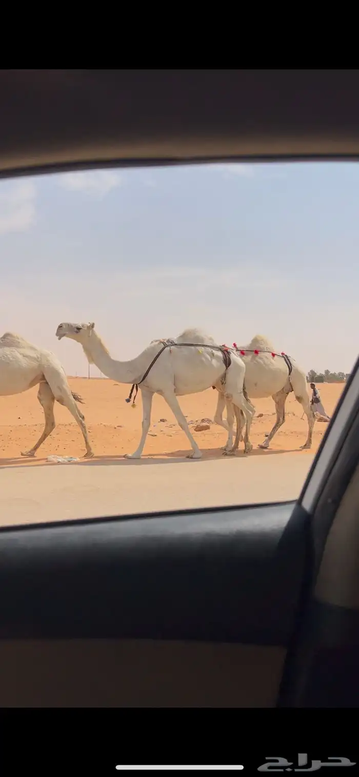 ضرايب وضح طيبه جدا 1