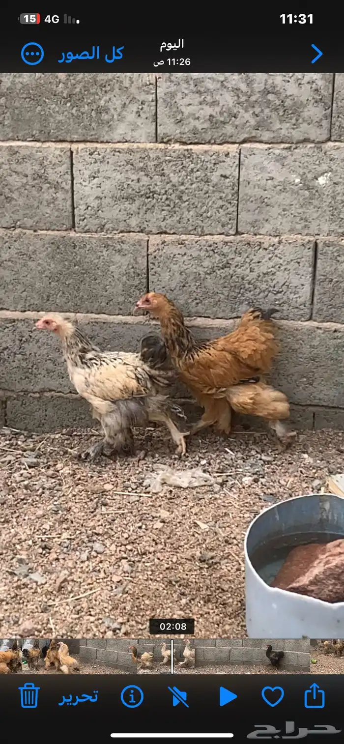 فراريج براهم اللي يقف عليه السوم بنبيع 1