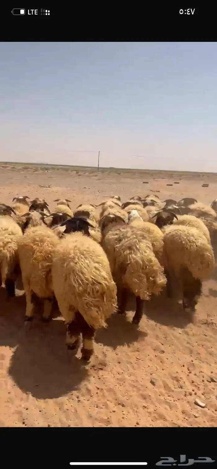 خرفان عدد 38 2