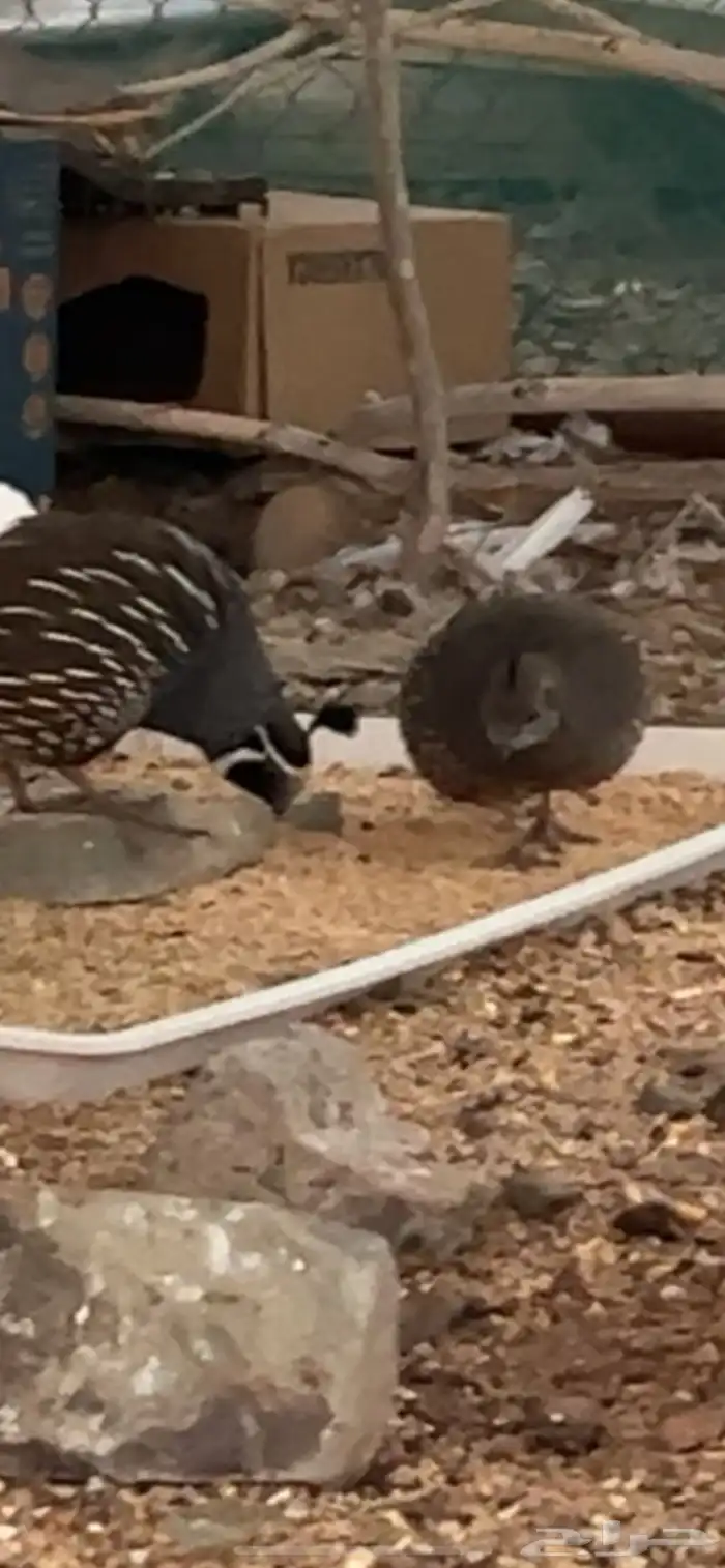 زوج حجل كاليفورنيا 1