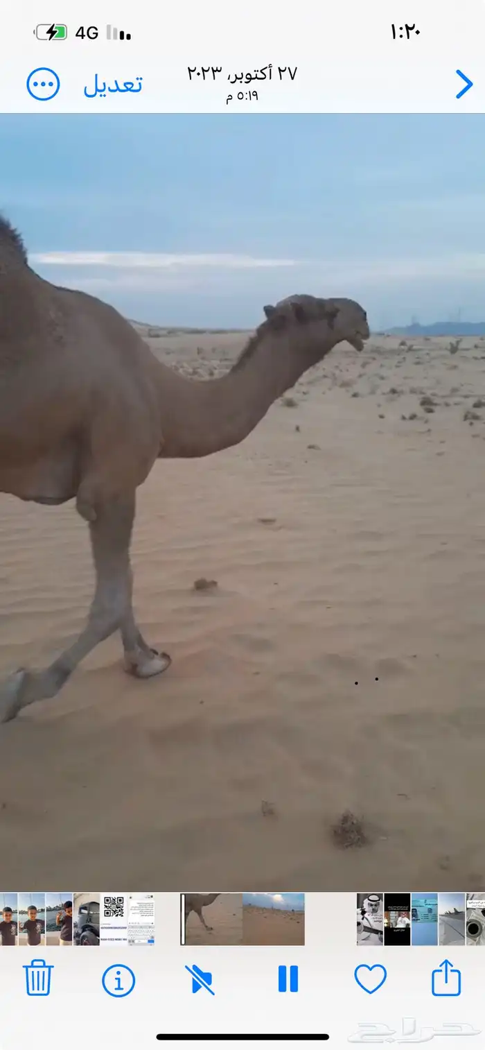 قعود احمر ادهم سنه حق 3