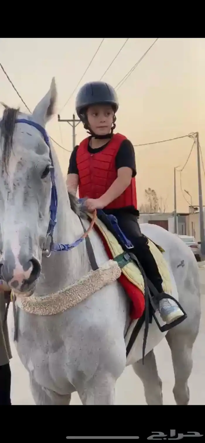 تدريب ركوب خيل   تاجير 0