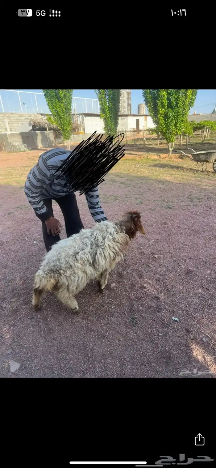 للبيع نعجه نعيميه قزميه جرمه صغيره جدا 3